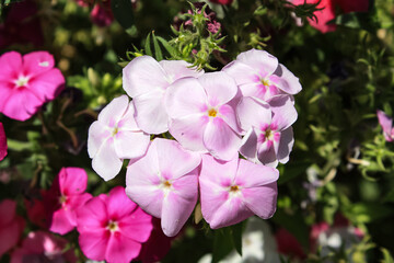 Lush beautiful Pink Phlox garden flowers
