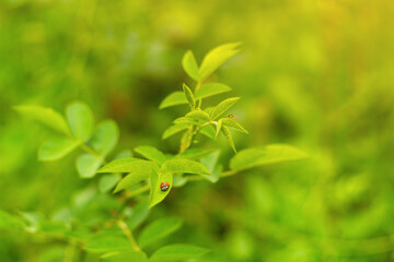 Beautiful little insects with bright colors like ladybug and hoverfly against the background of atmospheric warm blurred background with orange sunny color.