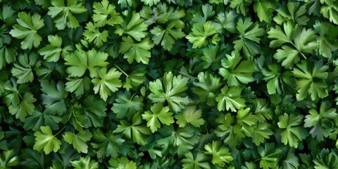 Obraz premium A detailed shot of a group of green leaves