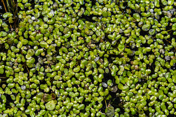 Duckweed - Cultivation of duckweed. Lemna trisulca