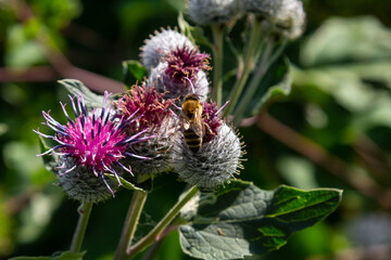 The arachnoid burdock Arctium tomentosum.Wild plants of Siberia