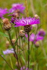 Centaurea jacea, the Brown Knapweed, known also as Brown-rayed Knapweed, Brownray Knapweed and Hardheads