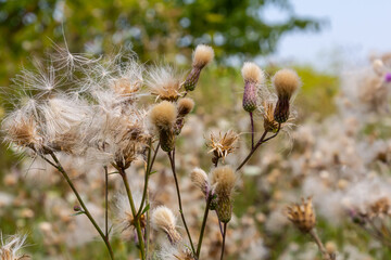 Cirsium arvense is a species of perennial plants of the thistle family of the aster. Autumn plants with seeds. Medicinal plants