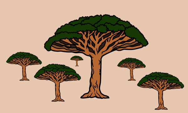 Dragon Blood Tree in Socotran Archipelago of Yemen 