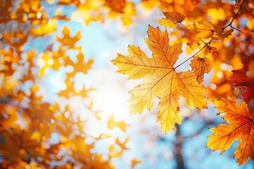 Autumn landscape. Autumn oak leafes, very shallow focus.