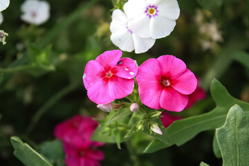 Lush beautiful Red Phlox garden flowers
