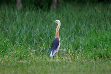 Javan Pond Heron, Ardeola speciosa, standing on green grass field in forest park, a wading bird of the heron family, found in shallow fresh and salt-water wetlands in Southeast