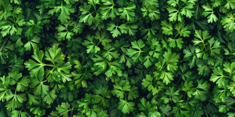 Obraz premium A detailed view of a cluster of green leaves