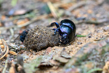 Dung beetle twists a ball of dung.