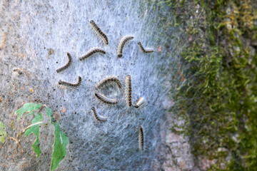 Poisonous oak processionary moth on oak trunk.
