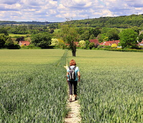 An English Rural Landscape in the Chiltern Hills