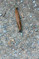 Brown snail crawling on the ground.
