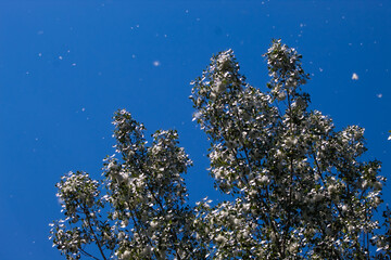 Cottonwood Tree