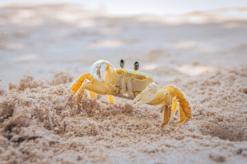 Crabe jaune de La Martinique, Antilles Françaises, sur une plage de sable blanc, qui sort de son trou.	
