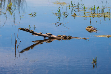 Turtles Sunbathing on Branch