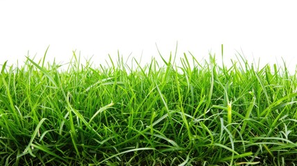Obraz premium White background with green grass
