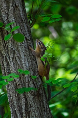 Chipmunk
