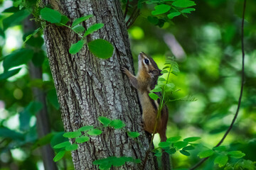 Chipmunk
