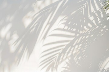 Obraz premium plan white wall with soft leaf shadows