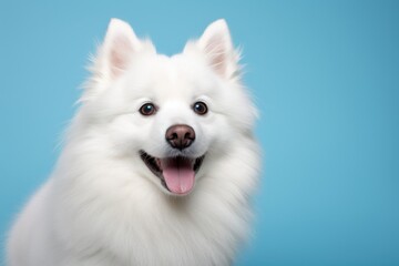 Portrait of a cute american eskimo dog isolated on blank studio backdrop