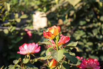 Obraz premium Beautiful Rose flowers of Orange Color in a garden of spring