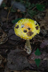 Yellow Mushroom