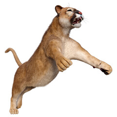 3D Rendering Big Cat Puma on White