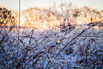 Sunrise through Ice Covered Branches