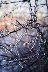 Ice Covered Branches