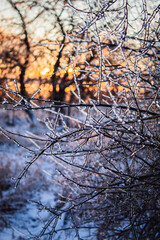 Ice Coated Branches