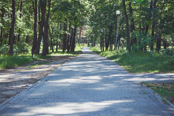 aleja parkowa  © Marcin Łazarczyk