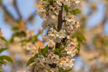 vista macro di un ramo pieno di fiori bianchi e foglie verdi, di giorno, in primavera