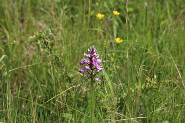 Orchis Militaris is a purple orchid in a meadow. Rare, endangered species