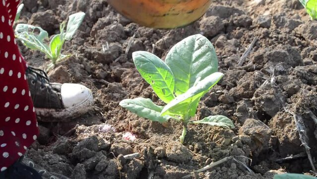 Temanggung, Indonesia - 06 Juni 2024 : The process of fertilizing juvenile tobacco plants, fertilizing plants and producing better quality tobacco
