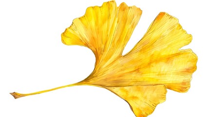 Fototapeta premium Unique Watercolor Ginkgo Leaf Clipart on White Background