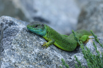 Green lizard lacerta viridis in summer garden on the stone. Small reptile outdoor