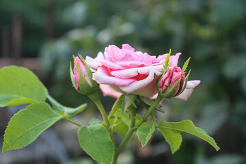 Beautiful Rose flowers of Red, Pink and Orange Color in a garden of spring
