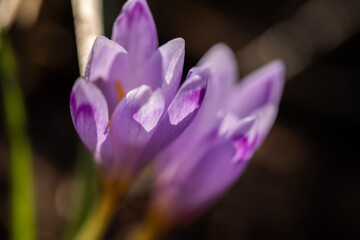 Fototapeta premium vista macro molto ravvicinata di due crocchi e dei loro petali viola, illuminati dal sole, di giorno, in primavera, su sfondo sfuocato e scuro