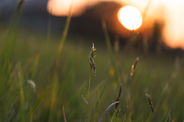 erba e sottili piante varie di colore verde in un campo naturale, in controluce, con sullo sfondo...
