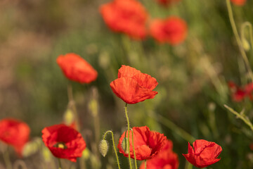 Obraz premium vista macro di un gruppo di vari papaveri rossi in un campo, di giorno, cresciuti spontaneamente nel loro ambiente naturale in primavera