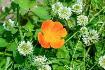 California poppy or Eschscholzia Californica under bright sunlight.