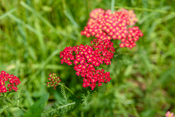 Clusters of bright red yarrow flowers against a background of green grass.