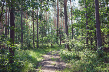 leśna droga  © Marcin Łazarczyk