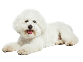 Full body shot of Bichon Frise dog, lying down, smiling.