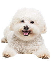 Full body shot of Bichon Frise dog, lying down, smiling.