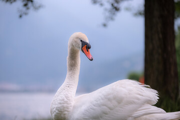 Famille de cygnes dans le lac de côme au nord de l'Italie