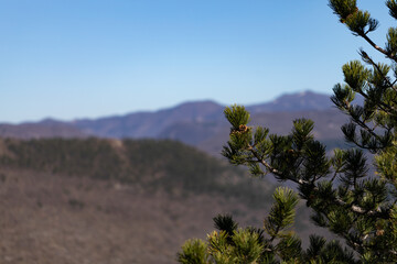 rami di pino giovane in primo piano con colline e montagne e cielo azzurro sfuocati sullo sfondo