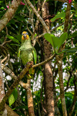 Animal themes: Green parrot perched on a tree branch