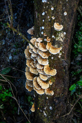 colony of trametes versicolor