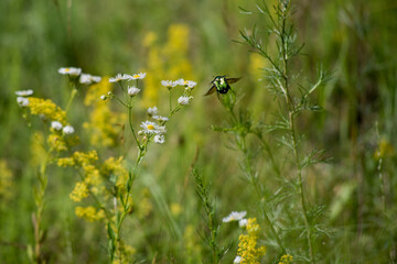 the green pearl beetle Cetonia arata Protaetia flies over the Erigeron daisy